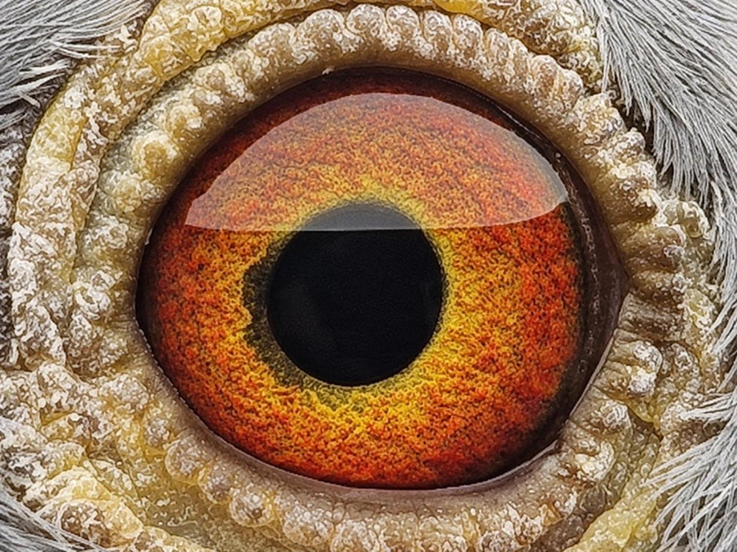 Pigeon eye